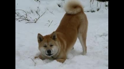 Akita inu 