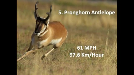 Топ 10 Най-бързи животни в Света