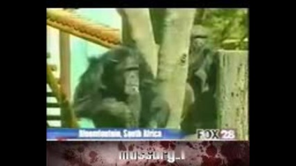 Шимпанзе пуши цигара 