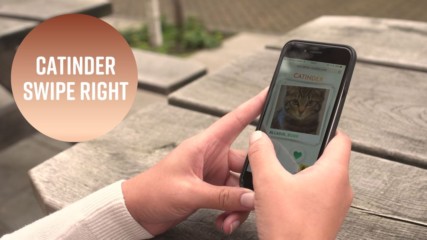 The app making love connections for shelter cats
