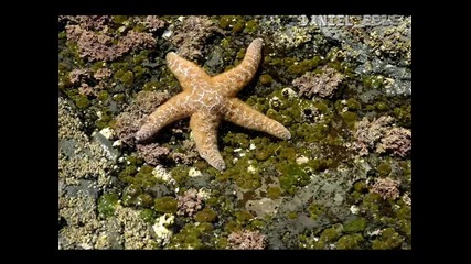 Морски Звезди