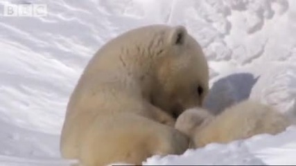 Mother Polar Bear and Cubs Emerging from Den - Bbc Planet Earth 