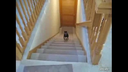 Куче слиза по стълбите на гъз много луд смях