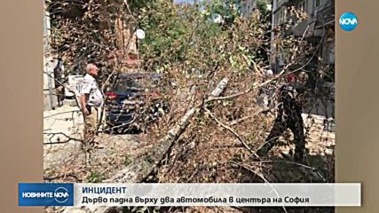 Дърво премаза две коли в центъра на София