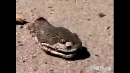 Змия Без Тяло Тръгва Да Напада Хора