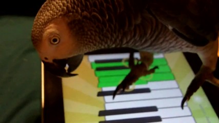Готино папагалче свири на ipad