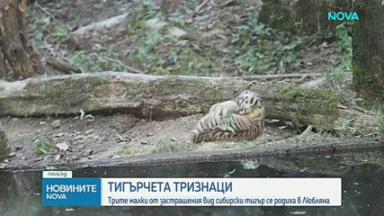 Тризнаци сибирски тигърчета с дебют в зоопарка в Любляна