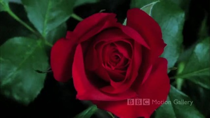 Bbc Hd In Full Bloom [в пълен разцвет] H D