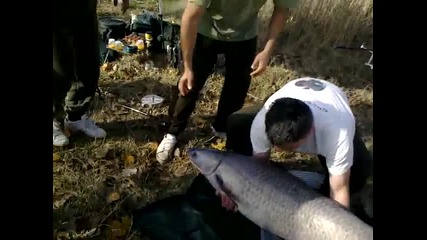 Риболов на черен амур в България