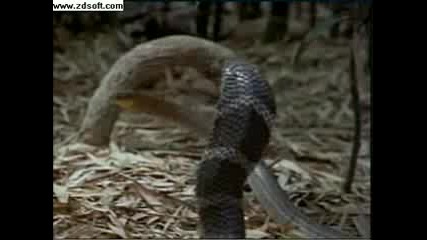 Кобра Убива И Изяжда Друга Змия