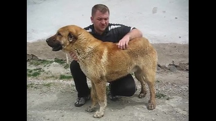 Рядък цвят на кангали в Турция 4