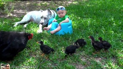 Кокошка, патенца ,питбул и бебе на едно място