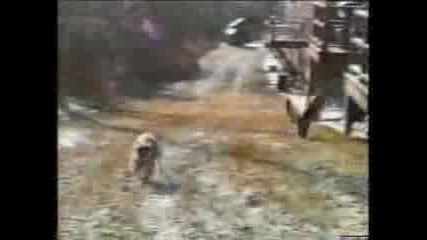 funny cats