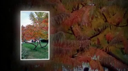 Есенна импресия - авторски