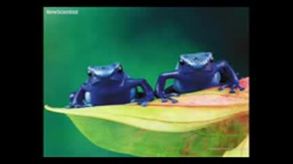 Cluekid - Frogs On Acid
