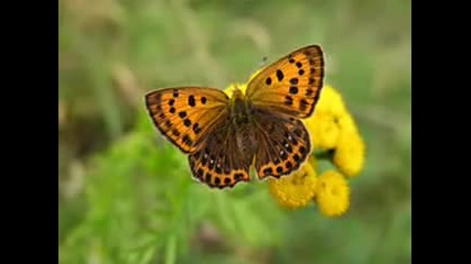 Butterflies & flowers - Mozart Symphony No 40 ( Nicolas De Angelis)