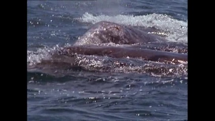 косатки нападат сив кит 