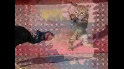 Ninja Cats