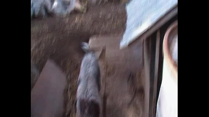 dogs 