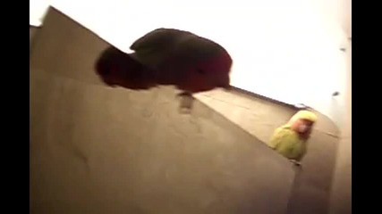 Папагалите обичат да се пъхат на топло 