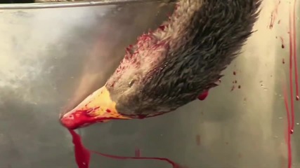 Това са само 60 секунди от живота на патиците в плен