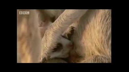 Adorable baby meerkats explore the African wild for the first time - Bbc wildlife
