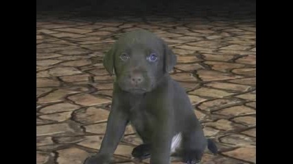 A Puppy In Halo 3