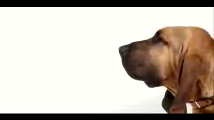 101 кучета - Bloodhound