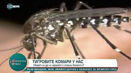 "Социална мрежа": Могат ли комарите да ни заразят с опасни болести