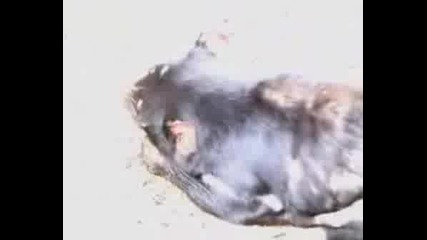 Tasmanian Devil