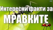 Интересни факти за Мравките