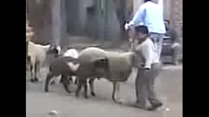 Boy N Goat