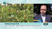 След градушката: Поразена ли е реколтата от череши в Кюстендилско
