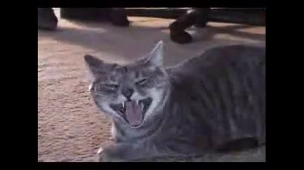Котешки Смях