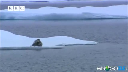 Бяла мечка нинджа