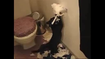 Котка Разкъсва Тоалетна Хартия