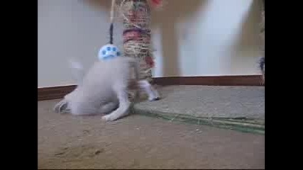 Котка