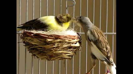 Забавно семейство канарчета