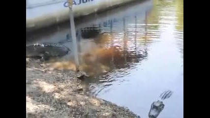 Котка и алигатор