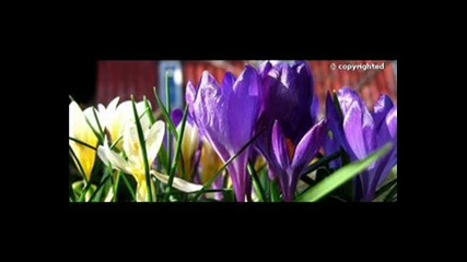 Maria~acapella