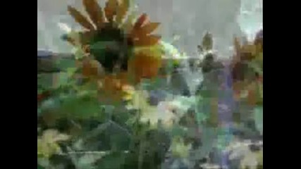 Julio Iglesias-el Amor