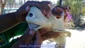 Рибар улови акула-циклоп (удивително)!!!
