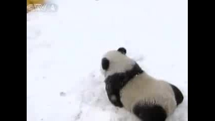 Panda Babies 