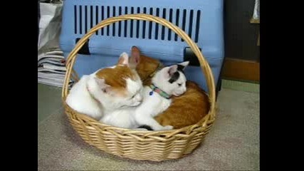 Котета Се Мият