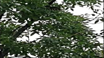 За котките и тел. 112