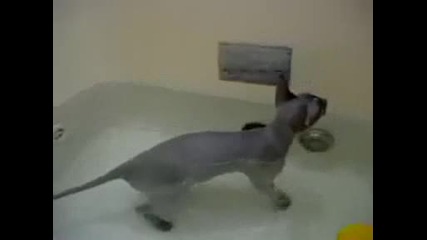 Удивително! Котка,  Която Обича Водата!