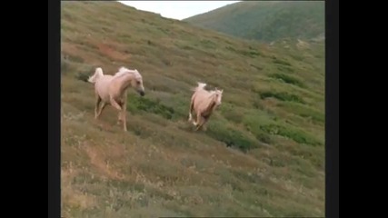 Thowra - son of the wind