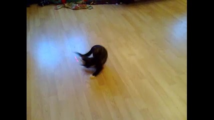 Пияно коте :d /смях/