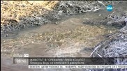 Вливат ли се отпадни води в резервата Сребърна?
