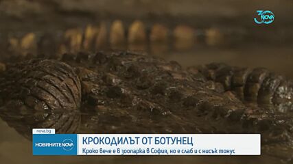 Специалист: Кроко е в лошо здравословно състояние